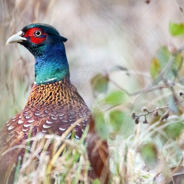 Le faisan, une volaille à texture maigre et à goût savoureux